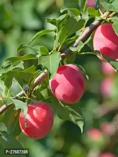 Zomoloco Exotic Live Grafted Plum Aalu Bukharaal