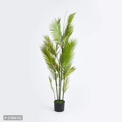 Zomoloco Areca Plam121 Areca Plam-thumb0