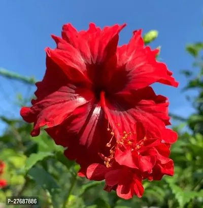 Zomoloco Hibiscus Red Live Flower Plant Cf3301281-thumb0