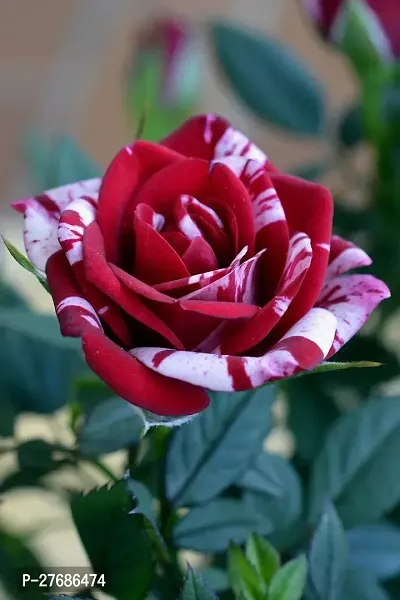 Zomoloco Rpp01 Rose Plant-thumb0