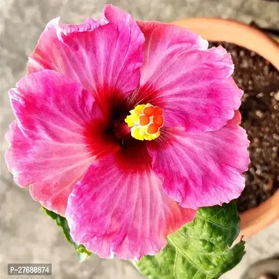 Zomoloco Hibiscus Hybrid Live Flower Plant Disha