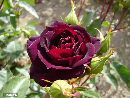 Zomoloco Mid Night Bule Plant Rose Plant-thumb0