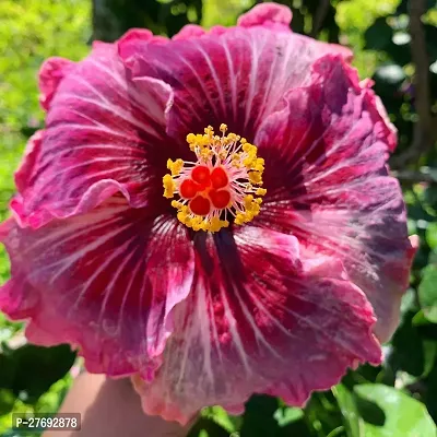 Zomoloco Hibiscus Hybrid Live Flower Plant Cf3300-thumb0