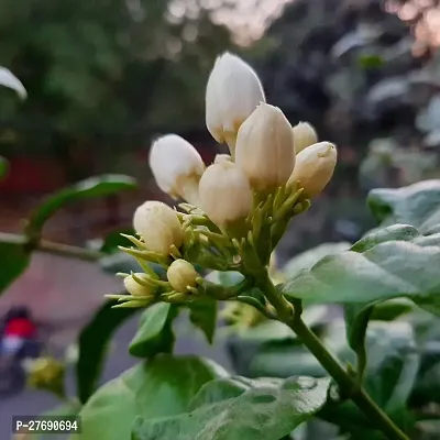 Zomoloco Arabian Jasmine Double Petal Live Flower-thumb0