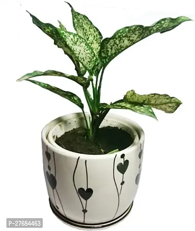 Zomoloco Snow White Aglaonema Chinese Evergree-thumb0