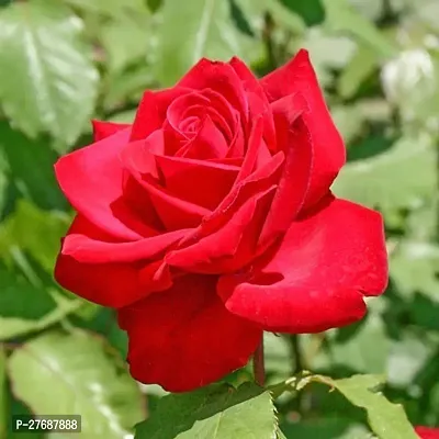 Zomoloco Rose Red All Time Flower Live Plant Cfpi-thumb0