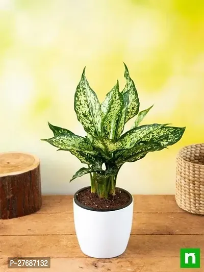 Zomoloco Snow White Aglaonema Chinese Evergree-thumb0