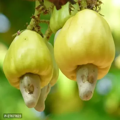 Zomoloco Cashewnuthybrid Plant0175 Cashew Apple P