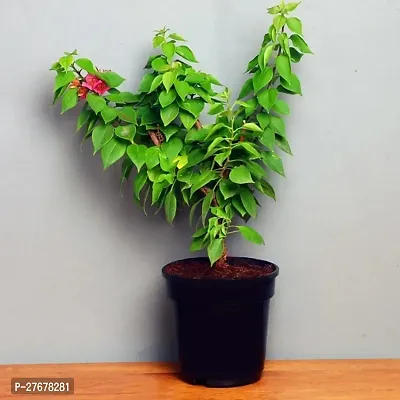 Zomoloco Bougainvillea Plant With Black Nursery Po