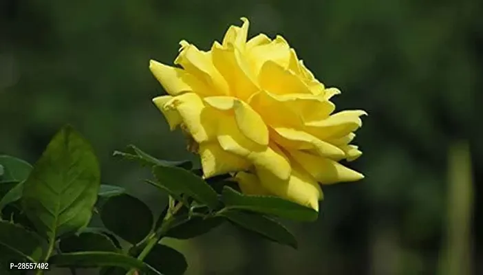 Zomoloco Rose Plant Yellow Rose-thumb0