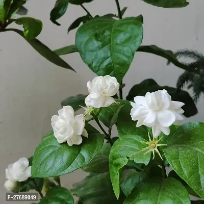 Zomoloco Arabian Jasmine Double Petal Live Flower-thumb0