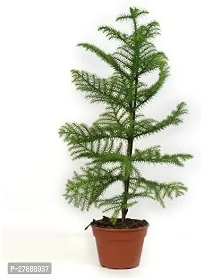 Zomoloco Live Christmas Plant Healthy Decorative