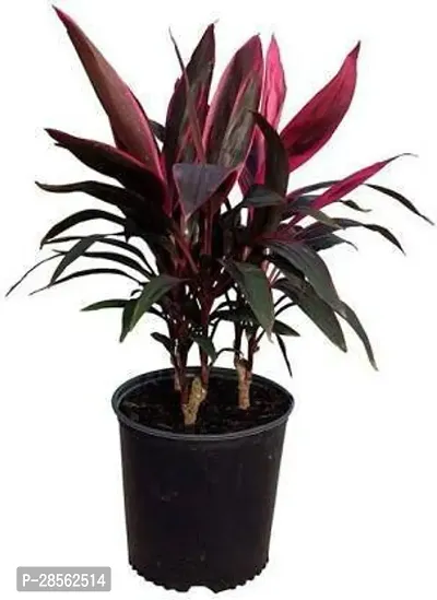 Zomoloco Cordyline Plant Cordyline Plant With Pot-thumb2