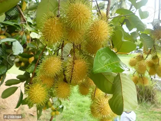 Zomoloco Rare Yellow Rambutan Hybrid Exotic Fruit