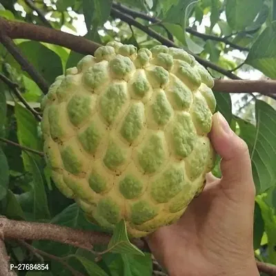 Zomoloco Custard Apple Plant Custard Apple Plant