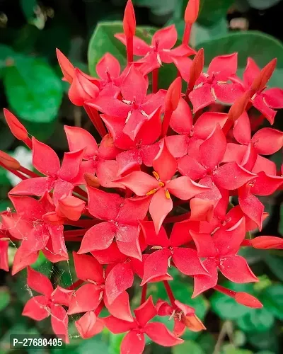 Zomoloco Trothic Ixora Chethi Red Plant Live Flowe-thumb0