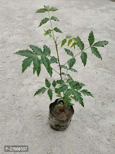 Zomoloco Neem Plant Neem Plant-thumb0