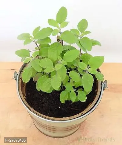 Zomoloco Glbantoj406 Tulsi Plant-thumb0