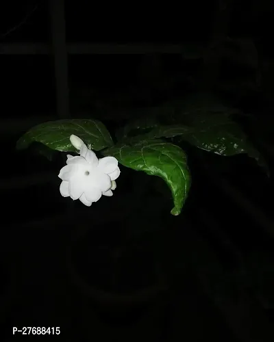 Zomoloco Arabian Jasmine Double Petal Live Flower