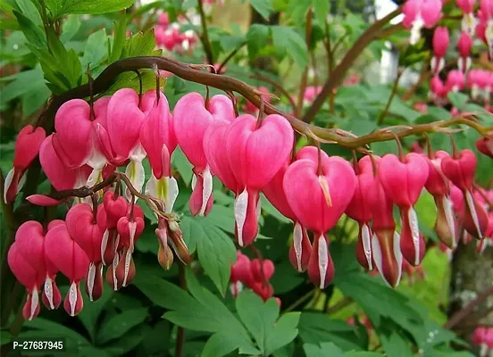 Zomoloco Live Rare Bleeding Heart Vine Red Clerod