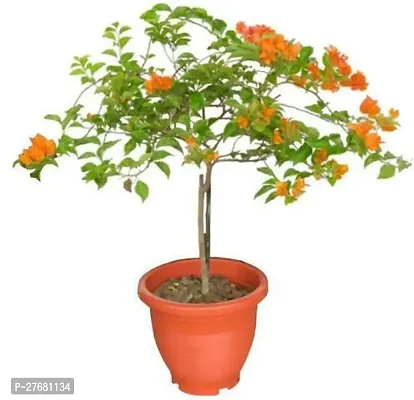 Zomoloco Kk01 Bougainvillea Plant-thumb0