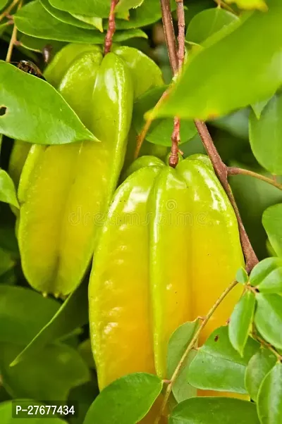 Zomoloco Gpn Star Fruit Carambola Grafted Plant-thumb0