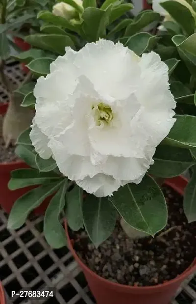 Zomoloco Adenium Plant Desert Rose White Double-thumb0