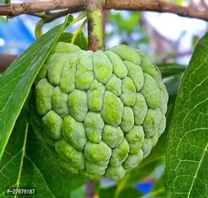 Zomoloco Custard Apple Live Plant Disha30901811-thumb0