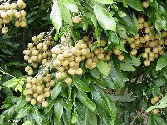 Zomoloco Rare Dwarf Longan Fruit Plant Thailand V-thumb0