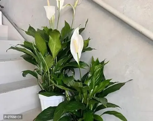 Zomoloco Peace Lily Or Spathiphyllum Live Plant Wh