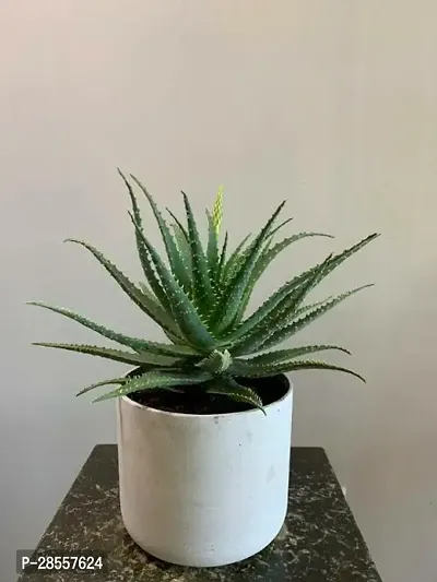 Zomoloco Aloe Vera Plant adaa11-thumb0