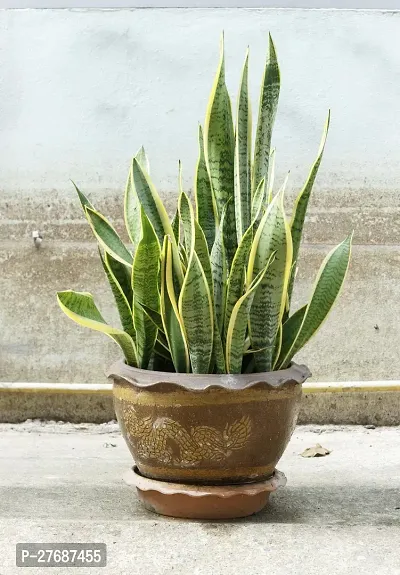 Zomoloco Snake Plant For Home Decorations Best For