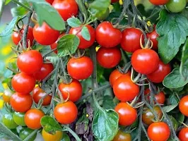 Zomoloco Tomato Plant GC-hybrid live Tomato plant-thumb1