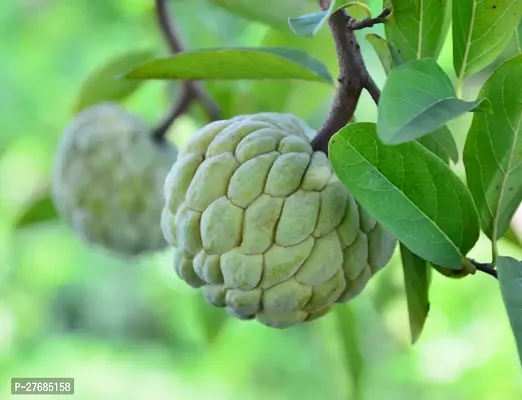 Zomoloco Custard Apple Plantcfa31 Custard Apple-thumb0