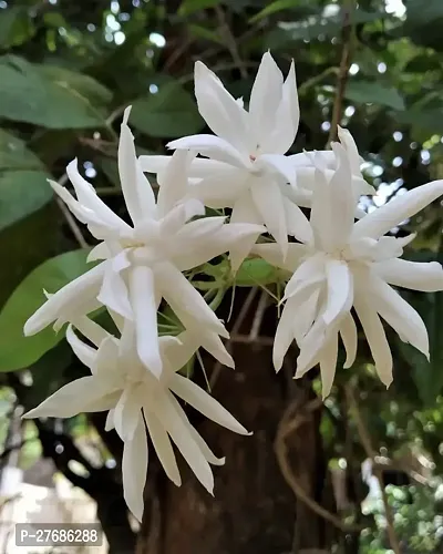 Zomoloco Arabian Jasmine Double Petal Live Flower