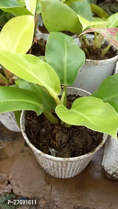 Zomoloco Philodendron Indoor Hybrid Live Plant For