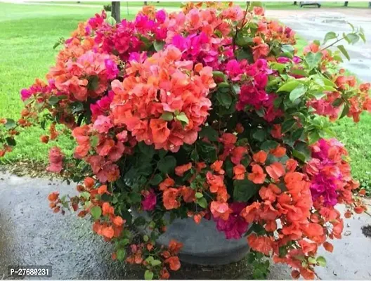 Zomoloco Rh220 Bougainvillea Plant-thumb0