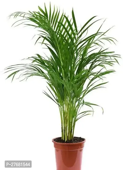 Zomoloco B011 Areca Palm-thumb0