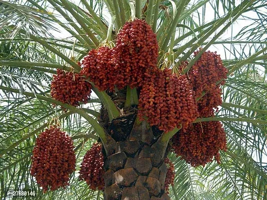 Zomoloco Datefruit Live Datekhajoor Plant With P-thumb0