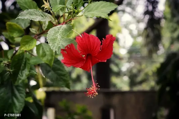 Zomoloco Hibiscus Red Live Flower Plant Disha220-thumb0