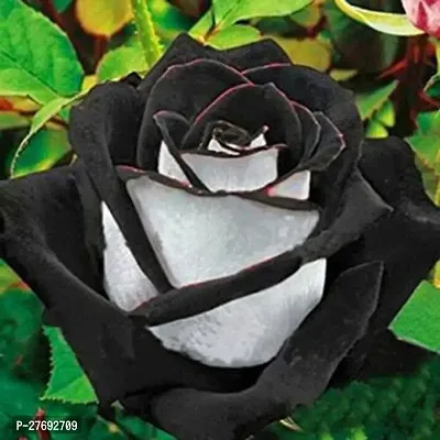 Zomoloco Unique Black Rose Plant Cf50032 Rose Pl-thumb0