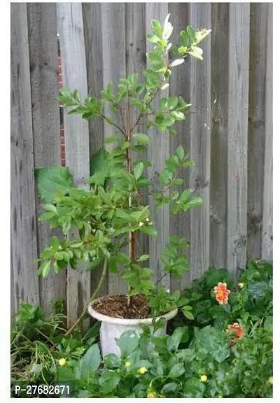 Zomoloco Yy11 Guava Plant-thumb0