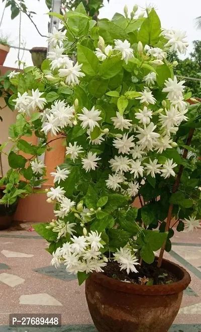 Zomoloco Star Jasmine Live Flower Plant Cf478 Ja-thumb0