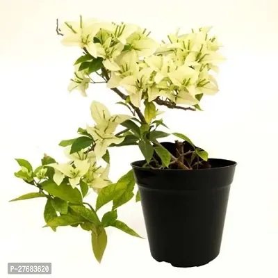 Zomoloco Ee01 Bougainvillea Plant-thumb0