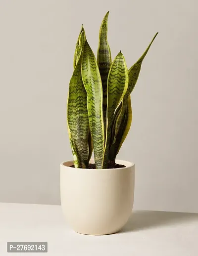 Zomoloco Snake Plant For Home Decorations Best For