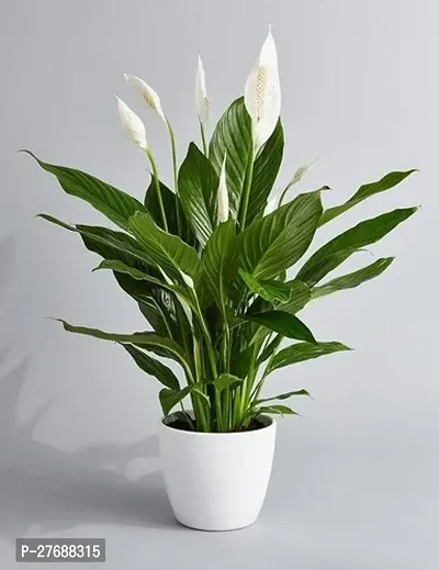 Zomoloco Peace Lily Or Spathiphyllum Live Plant Wh-thumb0