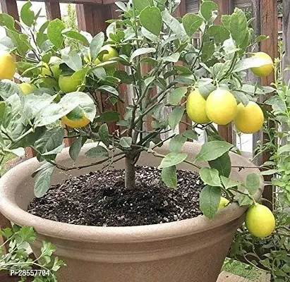 Zomoloco Lemon Plant Tropical Rare Exotic fruitMeyer Lemon Dwarf Citrus Fruit Plant (1 Healthy Air Layering Live Plant)s-thumb0