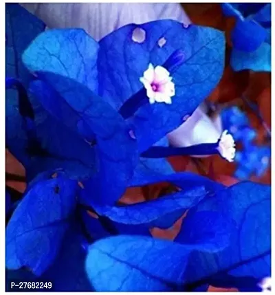 Zomoloco Blue Baugainvillea Plantx1 Baugainvillea-thumb0