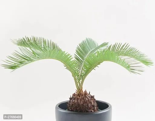 Zomoloco Cycas Revoluta Plant Live Plant Cf68 Cy-thumb0