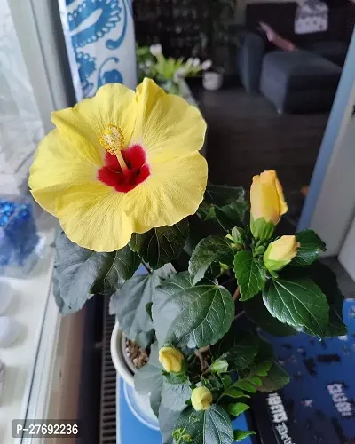 Zomoloco Hibiscus Yellow Live Flower Plant Cf3300